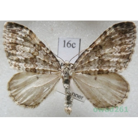 Entephria caesiata (Denis & Schiffermüller, 1775) Czech16c